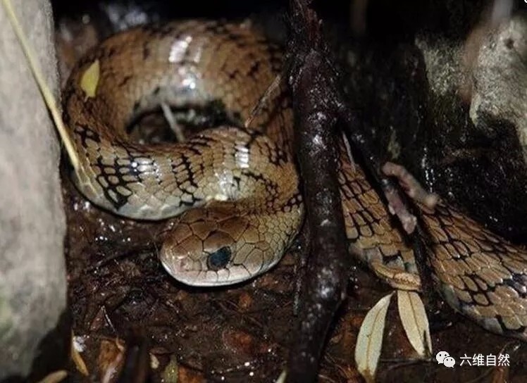 蛇都在冬眠么?有一种蛇幸福到每天都在泡温泉!