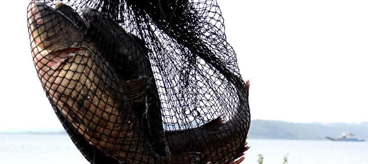 孙膑智斗庞涓的迷魂阵渔民用在捕鱼上迷魂阵捕鱼完虐其他方法