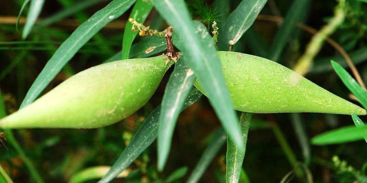 这种植物就叫地稍瓜,也叫奶瓜,羊角,马奶奶,羊奶草,羊巴奶等等.