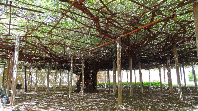 世界上最大的玫瑰树