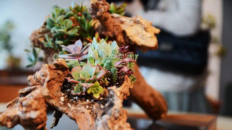 状态不同量不同多肉浇水有妙招