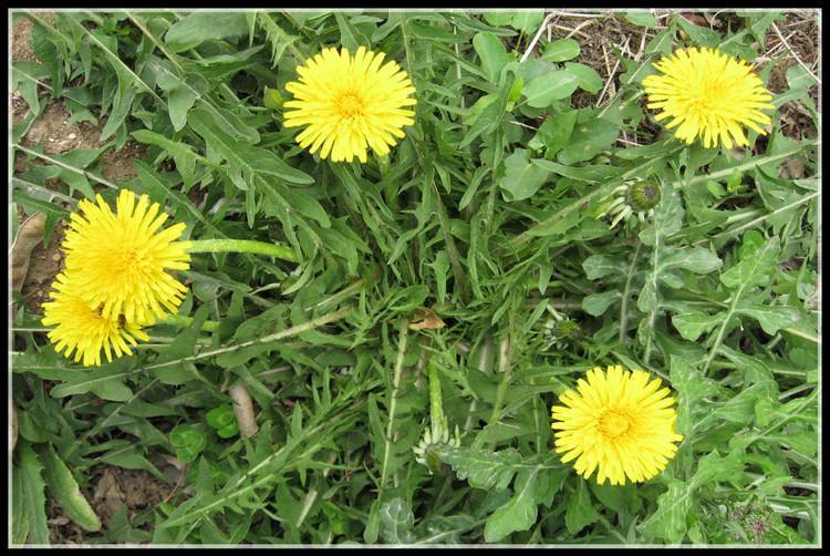 方解:蒲公英也称尿床草,婆婆丁,谷谷丁,是我国最常见的一种野菜,也是