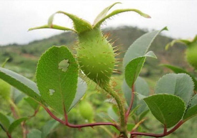 农村5种带刺果子食用效果不错少有人知