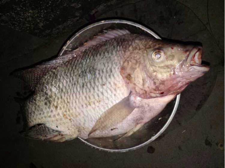 这么大的罗非鱼实属罕见估计已经成精了