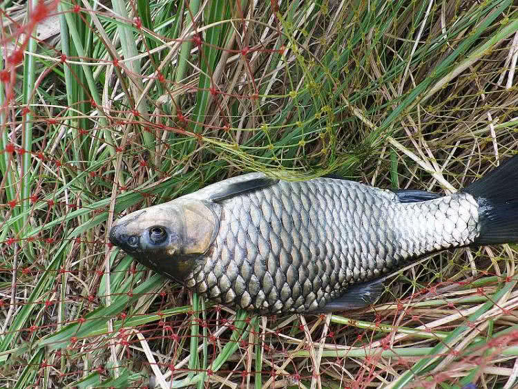 这鱼叫"清波"野生力道大,把线拉得呼呼响