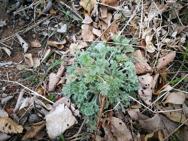 三月茵陈四月蒿这种野菜清明节做粑粑最好吃错过太可惜