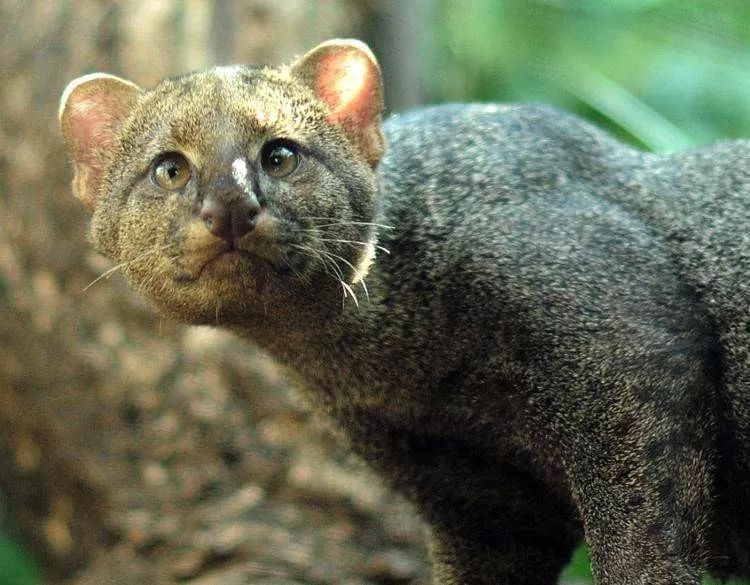 亲,听说过细腰猫吗?