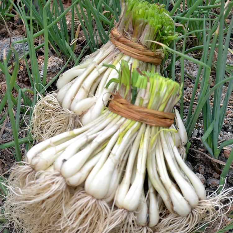 谁说只有城市人流口水的份,我们小时候经常跑去农村挖着带回来吃|藠头