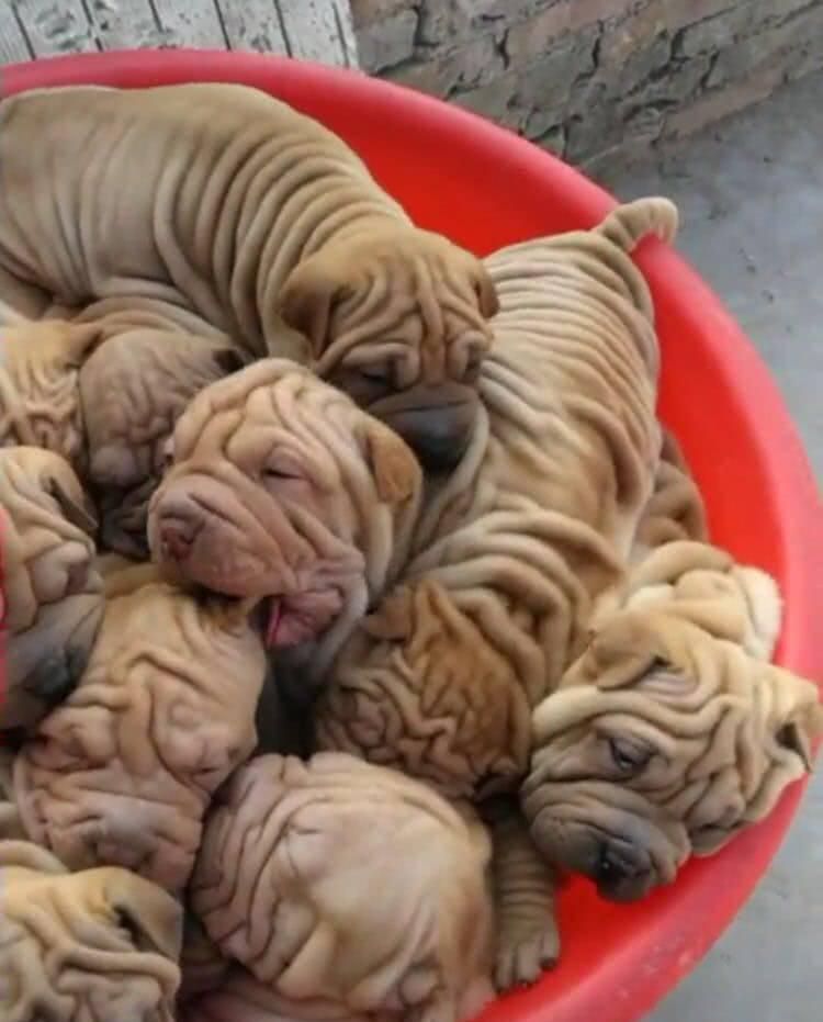 去朋友家进门就看见一盆破抹布,在走近一看笑喷了,这是什么狗啊