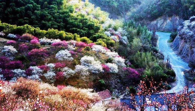 邂逅安吉梅花沟|3月4日 赏千亩梅林盛景 浙北竹林挖冬笋