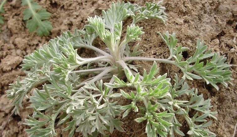 农村这4种野菜,农民当做"养胃菜",最后一种一斤18元成稀罕货