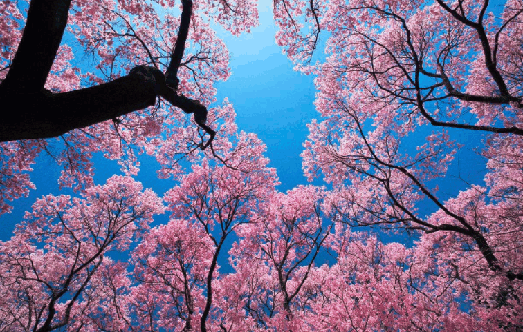 来定安看樱花展, 共赴粉色樱花海, 貂蝉,杨贵妃免费观赏!