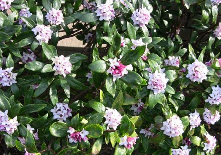 你们知道沈丁花的花语吗?