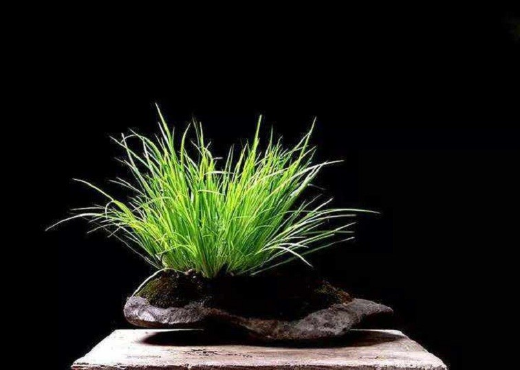 植物|好运|菖蒲_新浪新闻