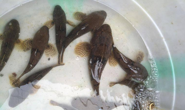 人工湖管理员把这鱼当清道夫丢弃,路过的钓友却当宝贝捡起来