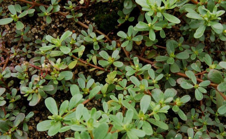 第一种很少人吃,吃过五种身体好|小根蒜|野草|毛妮_新浪新闻