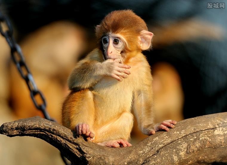 夫妻抓猕猴当宠物 猕猴可以当宠物养吗