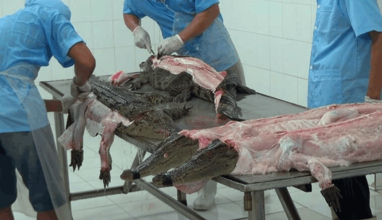 实拍越南鳄鱼工厂的残忍行为, 在混凝土坑中圈养, 1年即被屠杀!