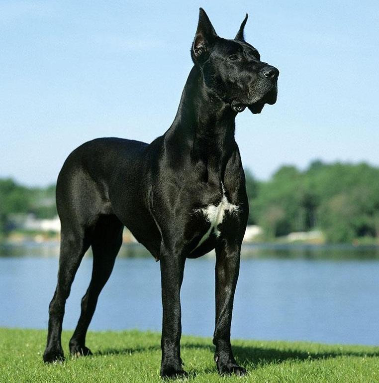 世界10大猛犬有哈士奇和德牧藏獒却没排上都啥犬恁猛