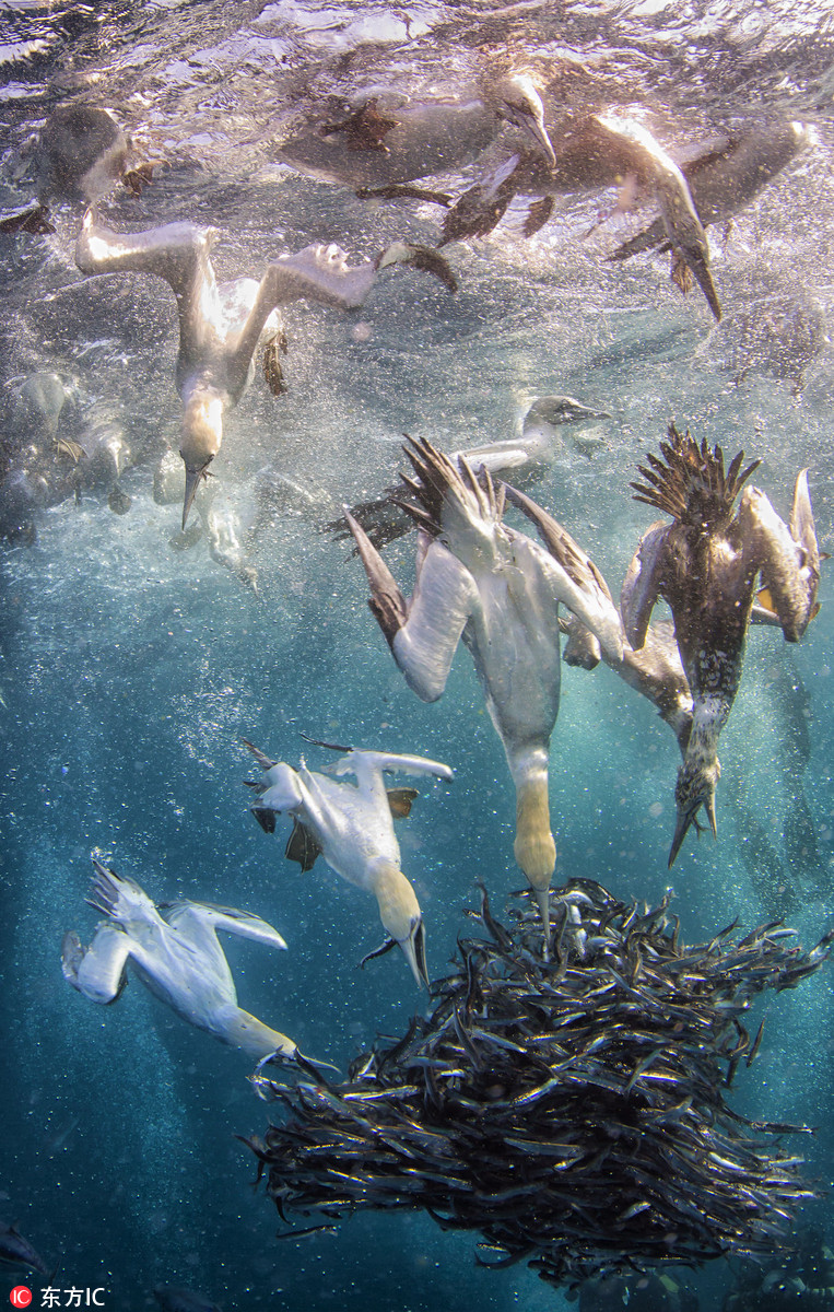 南非沙丁鱼群遭多重围攻 抱团保命场面壮观|南非|沙丁鱼|鲨鱼_新浪