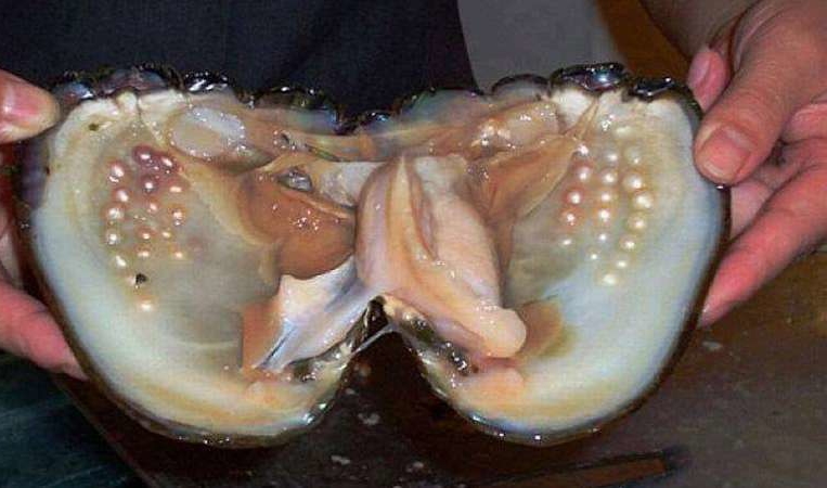 剖开一看,高兴得两眼放光|蛤蜊|女子|珍珠_新浪新闻