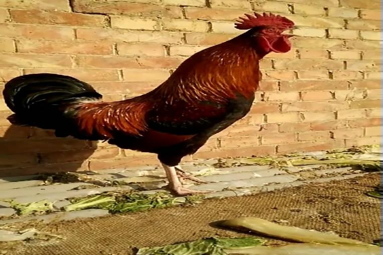 这公鸡听得懂人话!啼叫时还会抖音!赏你小麦吃