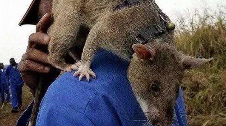 这只老鼠体型比猫还大5秒内就能找出地雷一只能抵的上数百人