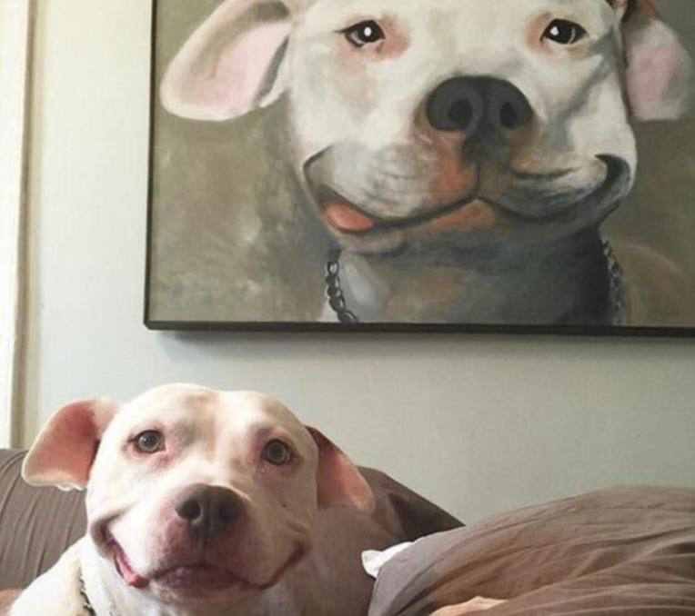 六张搞笑的狗狗囧图二哈日常犯二真的笑死我