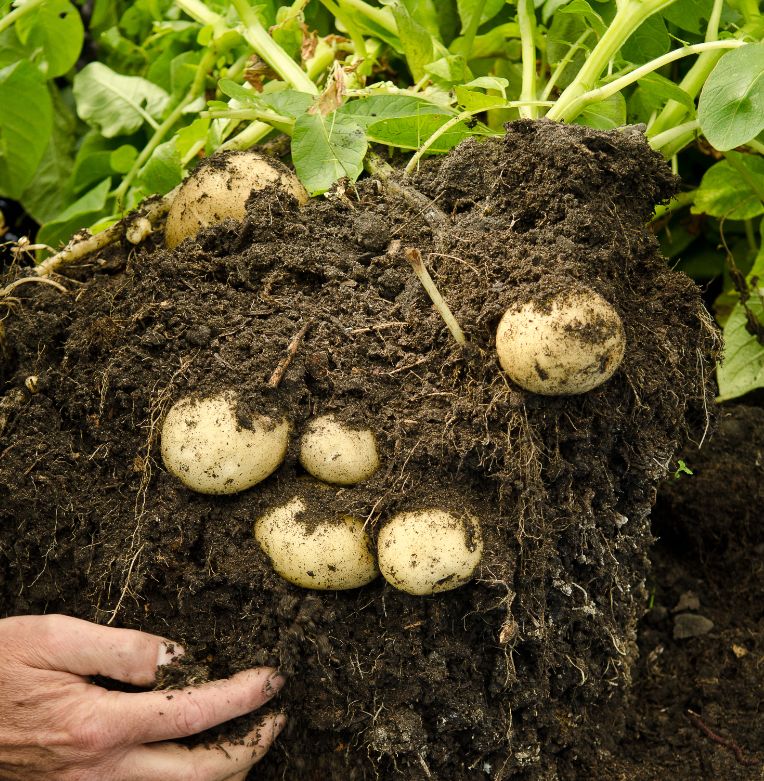 用塑料桶塑料袋在家里种土豆掌握这种方法几个月收获满满