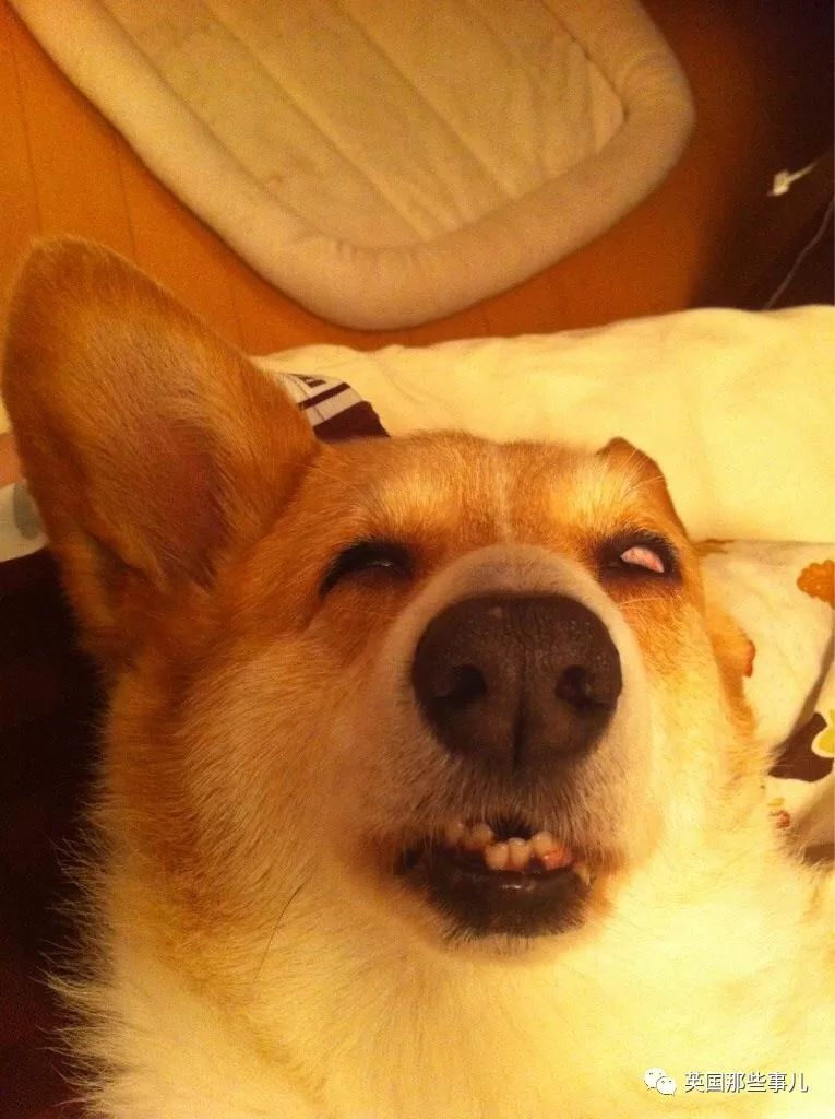 宠物各种销魂睡相:主人,你这么拍我们合适么?合!适!么!|铲屎官|睡相|