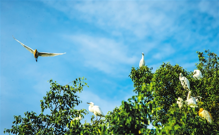 儋州屋基村:名副其实的"鹭鸶天堂",美到不敢眨眼睛!