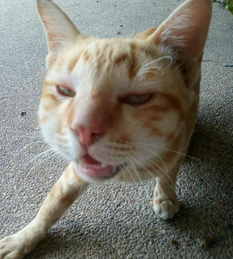 脸肿了其实也挺可爱.