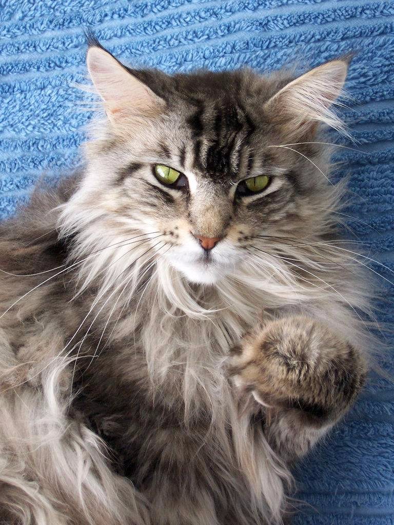 它们是世界上体型最大的猫被誉为温柔的巨人