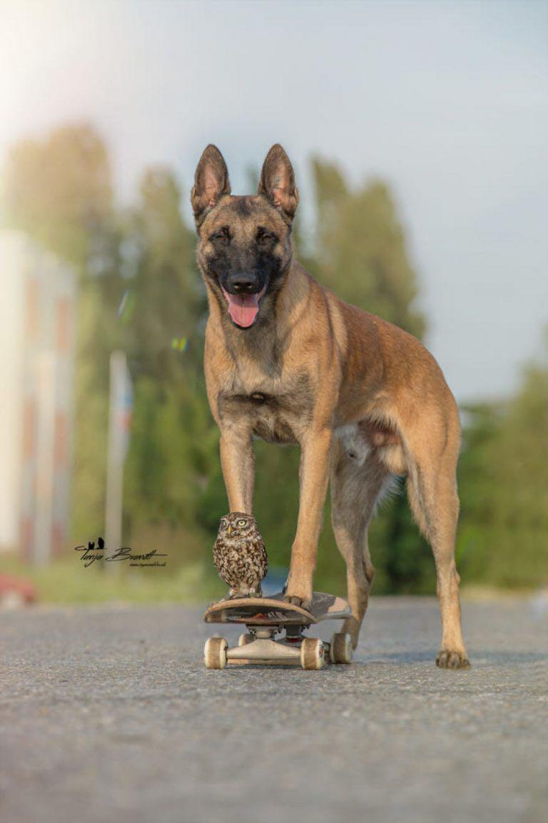 技能开挂的马犬, 最近又干了件大事, 和高冷的猫头鹰成为了朋友