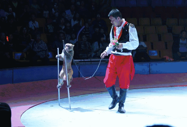 欢乐马戏团游戏