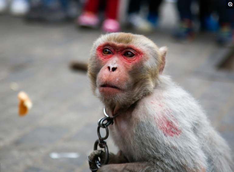 来吧,整一枚红萝卜干,省得说,想让马儿跑又不让马吃草!