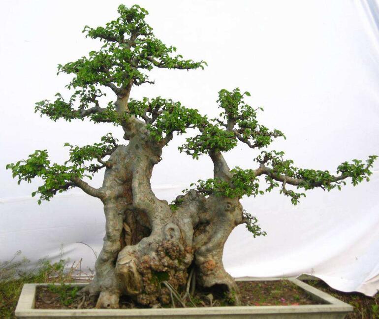 婆婆路边捡回一树桩,不起眼没人看,做成盆景被围观!