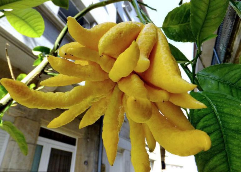 这几种水果如果你吃过, 就证明你不是"外貌协会"