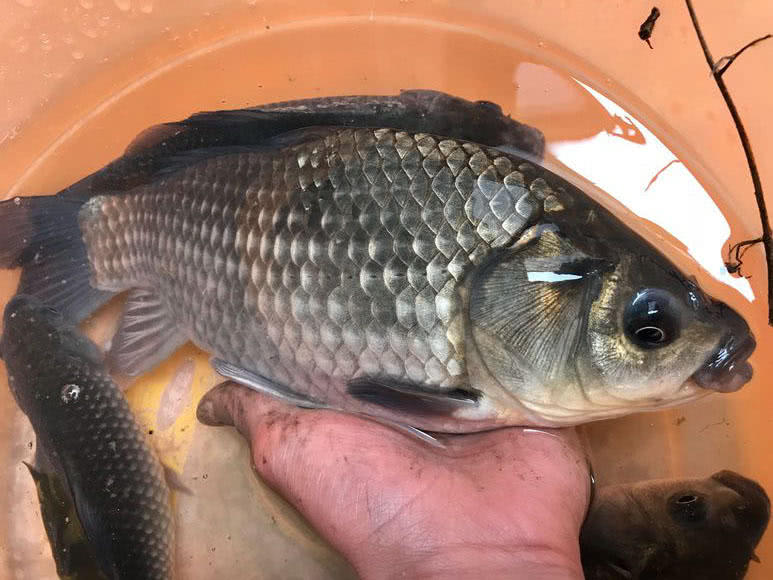 春钓雨雾在这样一个坏天气里全是乌漆嘛黑的鲫鱼