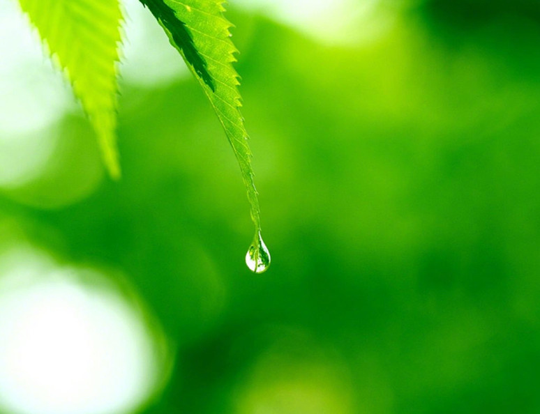 有一种花叫泪花它是世界上最凄美最纯净的花无语泪流