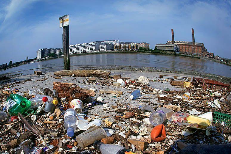 从没见过天鹅会在这样可怕的环境中生存,英国伦敦污染严重!|污水|天鹅