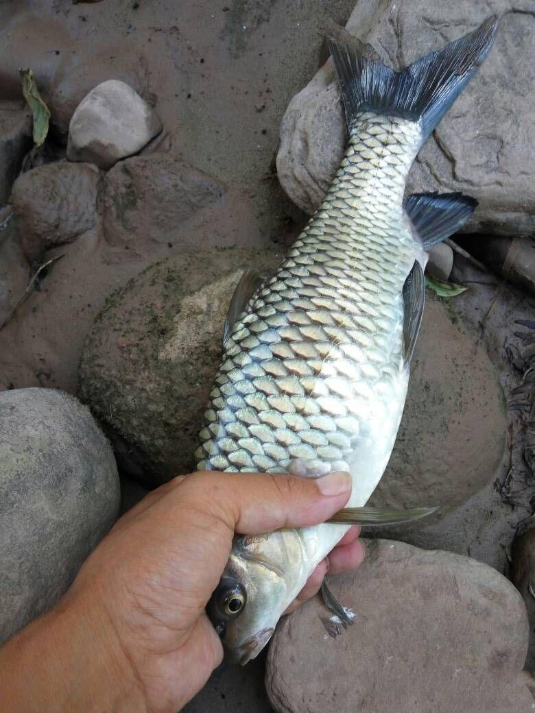 高山冷水河沟,水质一流无污染,共钓获5尾清波鱼|清