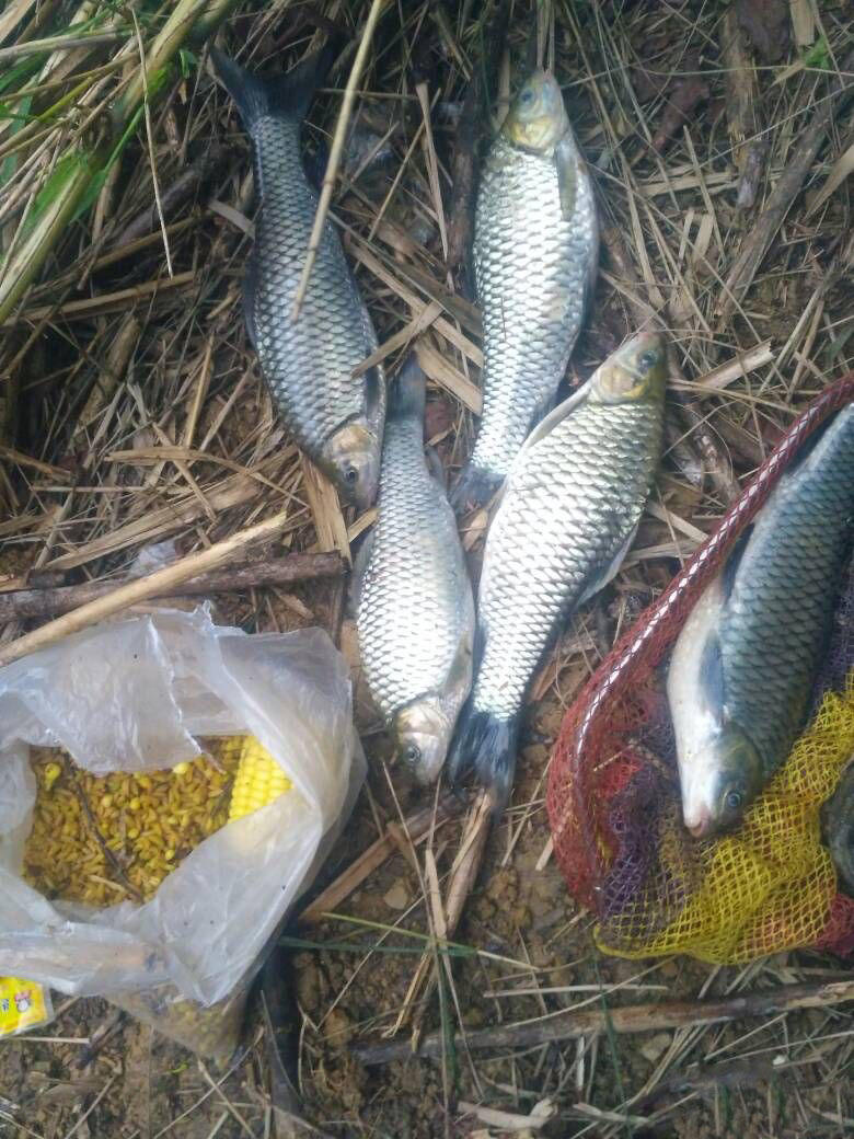 高山冷水河沟水质一流无污染共钓获5尾清波鱼