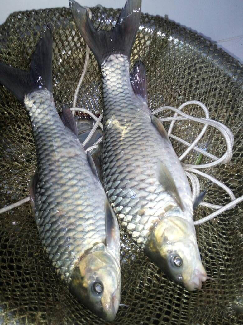 高山冷水河沟,水质一流无污染,共钓获5尾清波鱼|清