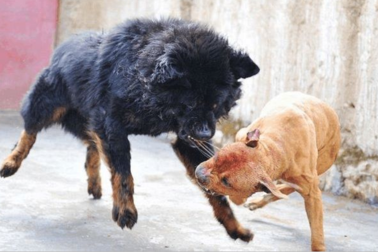 比特犬大战藏獒,一番激烈战斗,最后被藏獒一招ko!