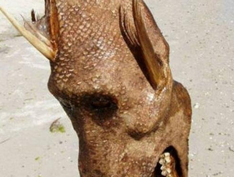 男子海边看到一个不明生物,仔细研究后,百思不得其解