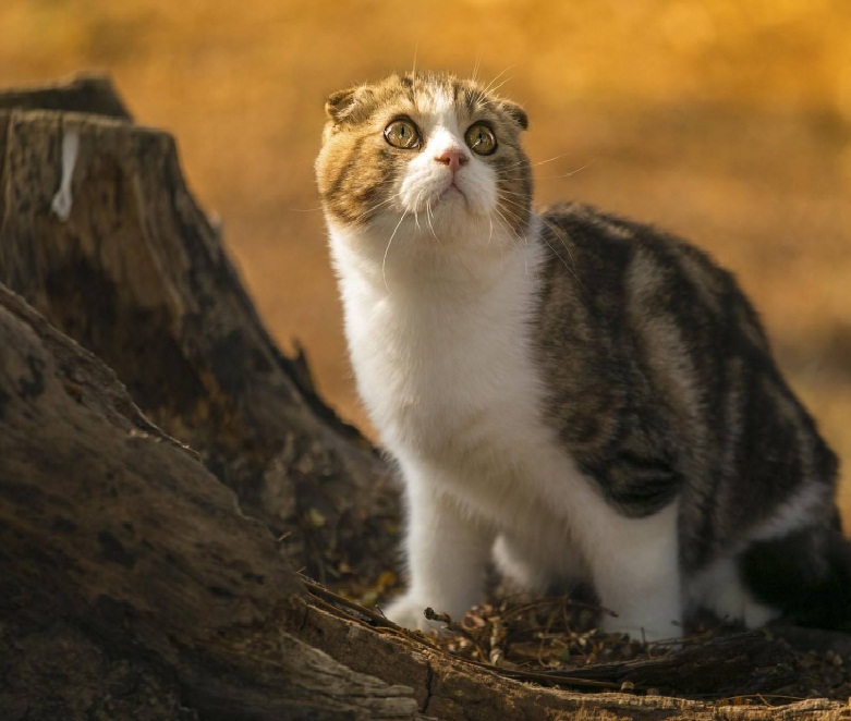 #明日头条征文#猫盖屎只能算矫情,哺乳动物. 来