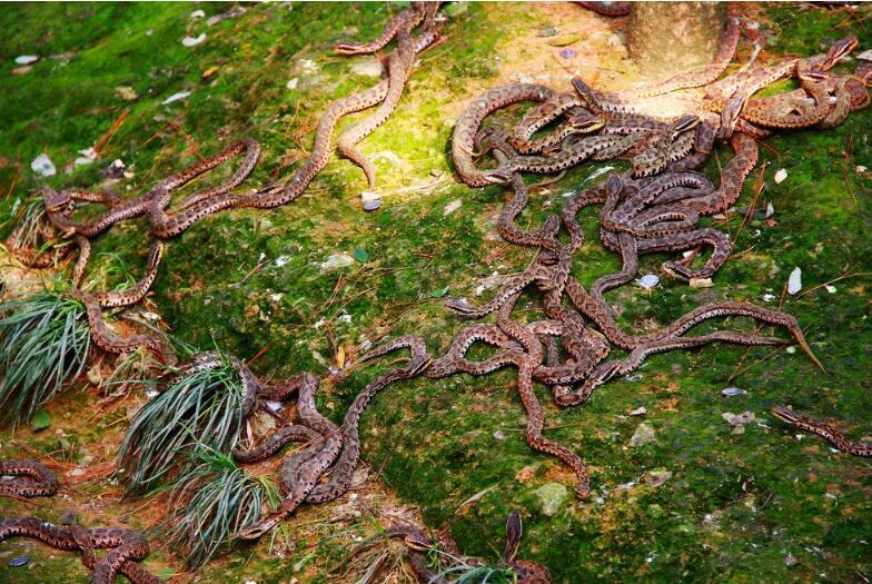 世界上毒蛇最多的小岛可融化人肉政府下令禁止游客前来