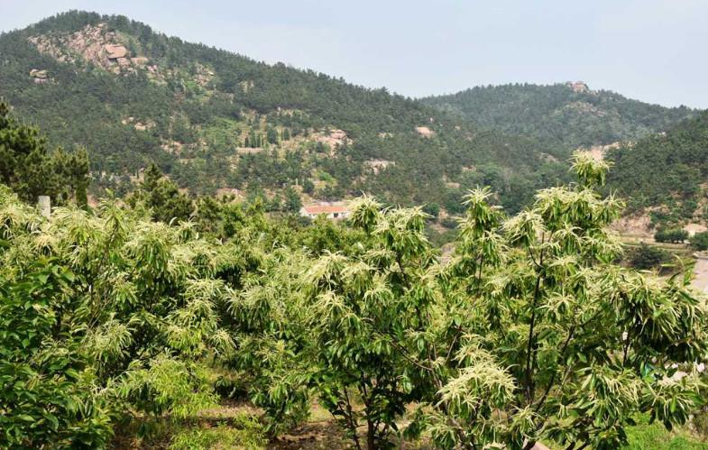 农村地区种植"板栗树"能闻到一种特别的味道, 不过