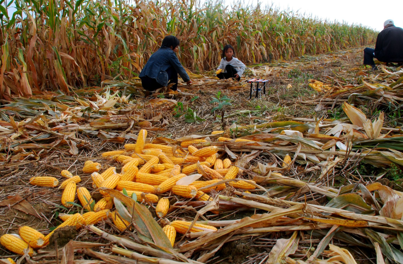 83岁爷爷秋收干农活,五个儿子轮流帮,怕水端不平媳妇说偏心!